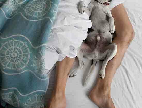 Human_Dog_Cosleeping